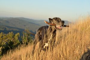 Deutsche Dogge läuft mit dem Stock zurück in Richtung Besitzer und stärkt das Aportiertraining 