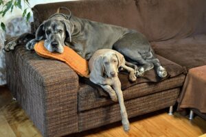 Die deutsche Dogge liegt auf dem Sofa und ruht sich aus