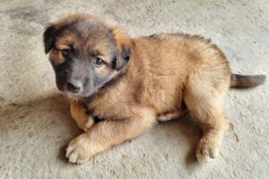 Ein junger deutscher Leonberger Welpe liegt ruhig auf dem Boden