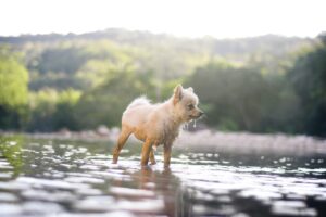 Ein Weißer deutscher Zwergspitz Hund im Wasser