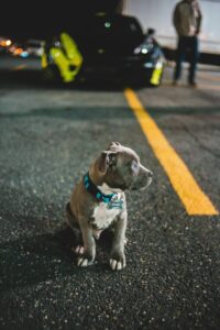 Ein kleiner englischer Staffordshire Bullterrier Welpe mit blauem Halsband sitzt auf einer Straße