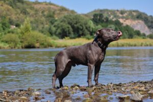 Ein English Staffordshire Bullterrier in grau steht am Wasser