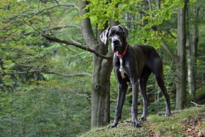 Eine graue deutsche Dogge steht auf einer Waldlichtung und schaut in Richtung Kamera