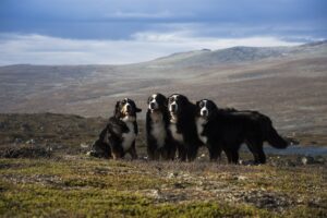 Eine Gruppe von vier Großen Schweizer Sennenhunden, die in einer offenen Berglandschaft stehen