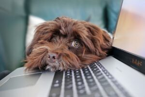 Ein brauner Havaneser liegt mit dem Kopf auf einem Laptop und schaut aufmerksam in die Kamera, als ob er arbeiten möchte