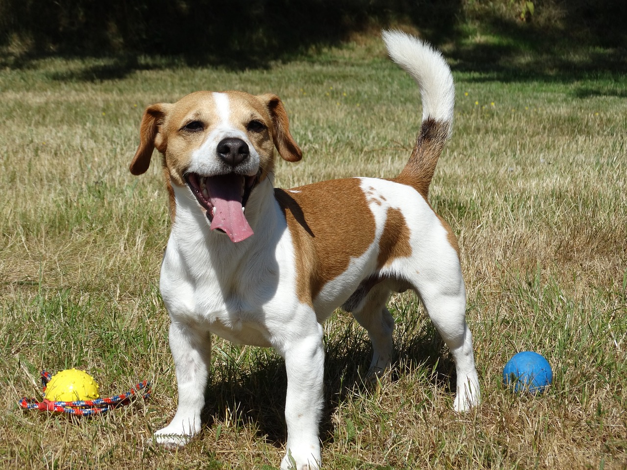 Jack Russell Terrier Hund auf einer Wiese mit gelbem Ball und rotem Spielzeug, fröhlich hechelnd und bereit zum Spielen
