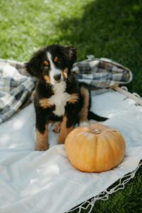 Ein Junger Berner Sennenhund sitzt auf einer weißen Picknick Decke heben einem Kürbis