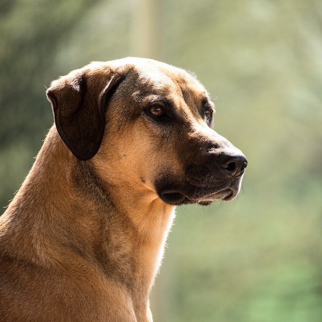 Porträt eines Kangal-Hundes, der in der Sonne sitzt