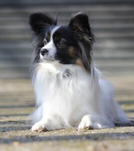 Ein weißer Kontinentaler Zwergspaniel Hund mit schwarzem Kopf liegt auf einem Teppich