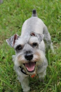 Ein grauer Mini Schnauzer Hund steht auf einer Wiese und lächelt in die Kamera