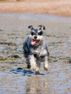 Ein grau-weißer Miniature Schnauzer hängt die Zunge heraus und läuft am Strand entlang