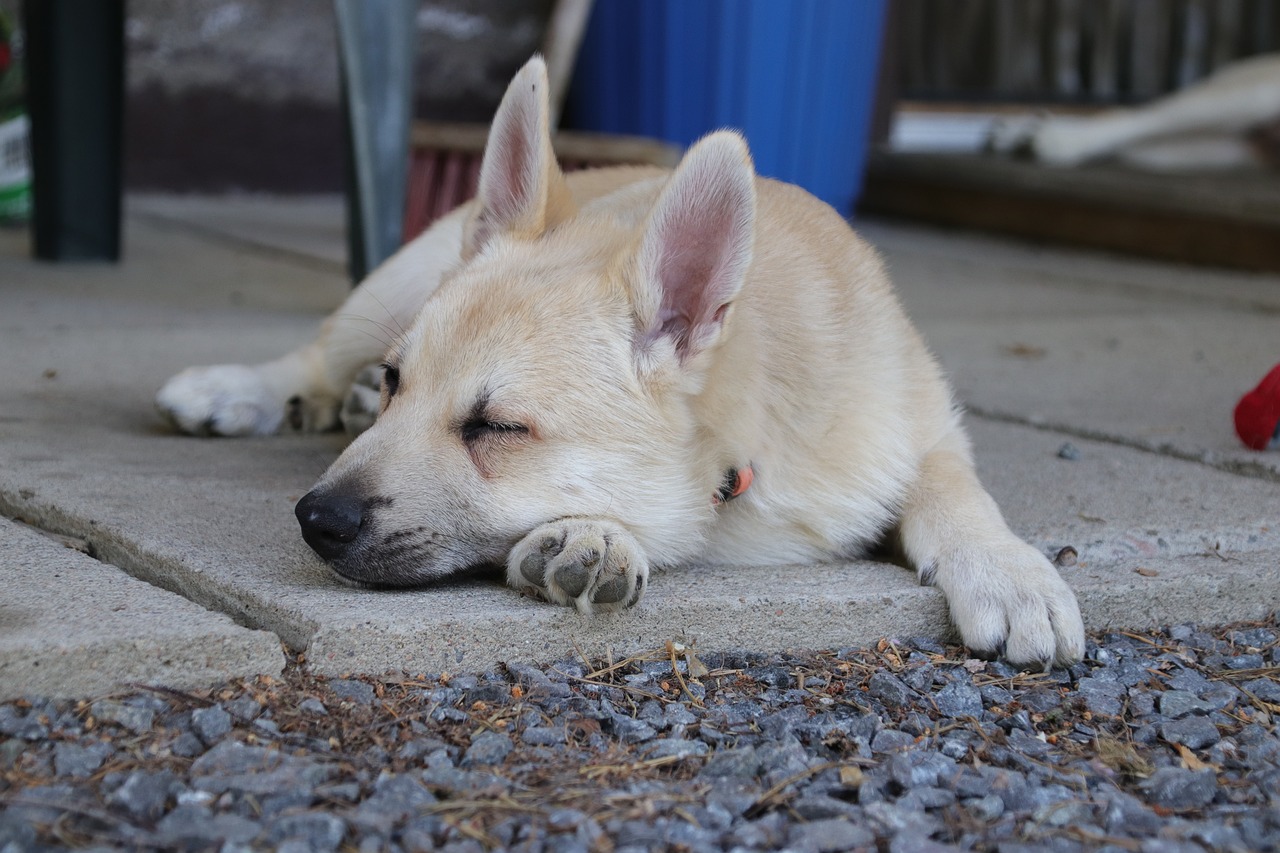 Ein Norwegischer Buhund-Welpe schläft friedlich auf dem Boden