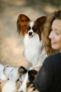 Ein Papillon ist im Freien mit seinem Frauchen