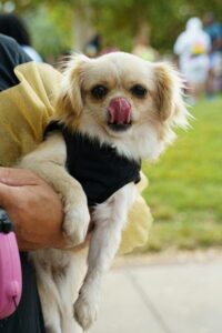 Ein Pekingese mit schickem Halstuch sitz auf dem Arm seiner Besitzerin