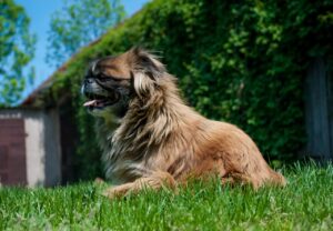 Ein brauner Pekinesen Hund liegt entspannt auf einer Wiese