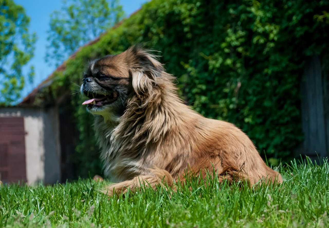 Ein brauner Pekingesen Hund liegt entspannt auf einer Wiese