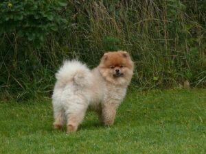 Brauner Pomeranian Hund steht auf einer Wiese und sieht in die Kamera