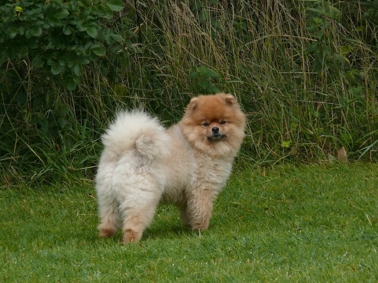 Pomeranian Hund steht auf einer Wiese und sieht in die Kamera