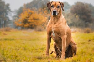 Ein Rhodesian Ridgeback Hund sitzt auf einer Wiese