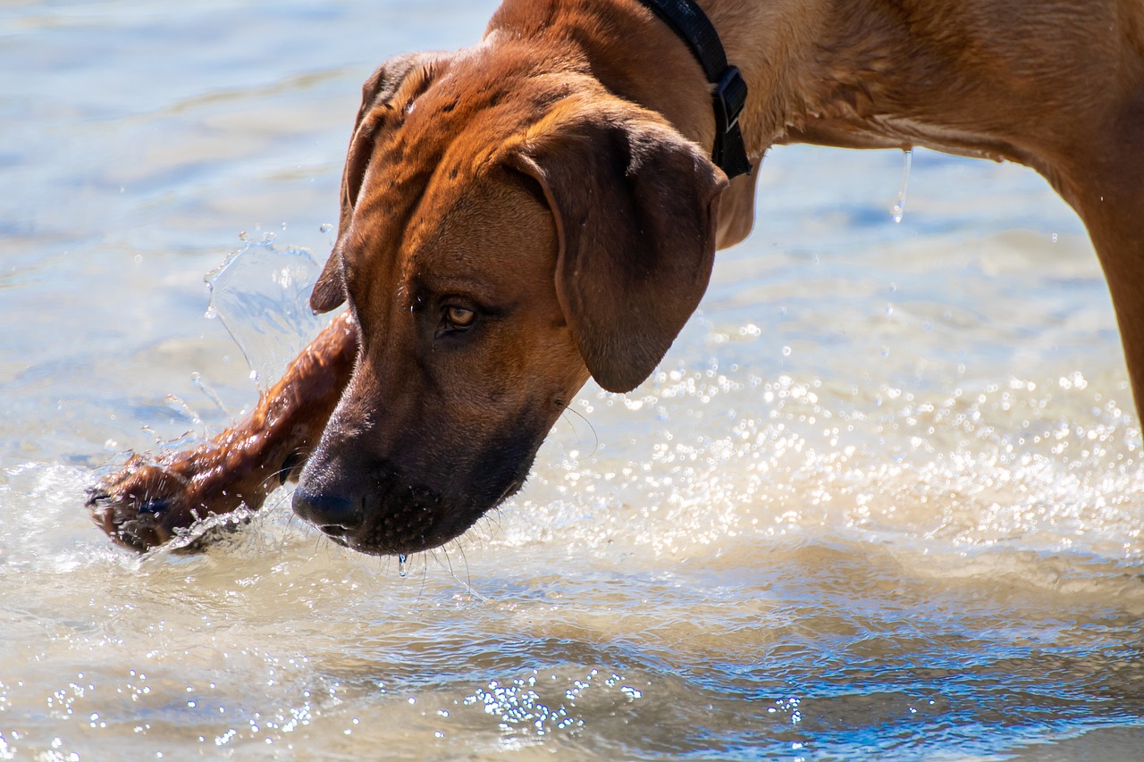 Ein Rhodesian Ridgeback kommt aus dem Wasser