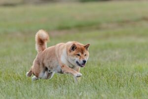 roter-doge-hund-beim-jagen-auf-der-wiese