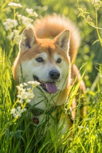 roter-shiba-inu-hund-im-gras Ein roter Shiba Inu Hund steht im Gras