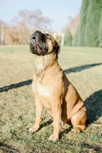 Der Sanfte Riese Bullmastiff sitzt auf einer Wiese und heult