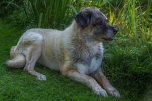 Schäferhund aus der Türkei, liegend im Gras