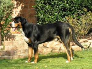 Ein Schweizer Berghund steht stolz auf dem Rasen neben einem Garten, mit aufmerksamem Blick in die Ferne
