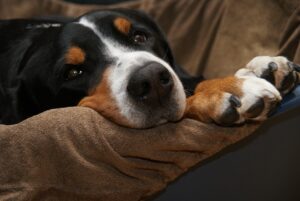 Ein Schweizer Zug- und Arbeitshund liegt entspannt auf einem Kissen, sein Gesicht in die Kamera gerichtet