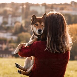 sesam-shiba-inu-hund-wird-von-frau-getragen Ein Sesam Shiba Inu ist auf den Armen seiner Besitzerin und wird ein bisschen getragen