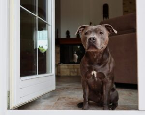Ein grauer Staffordshire Bullterrier sitzt am Eingang einer offenen Terrassentür einer Wohnung