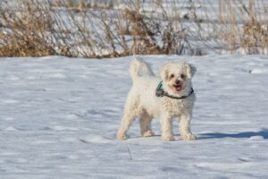 Der Teneriffa Hund steht im Schnee und schaut in Richtung Kamera