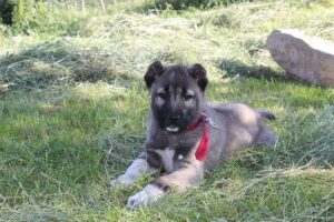 Türkischer Wachhund-Kangal Welpe liegt im Gras