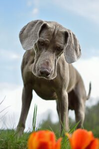 Ein grauer Weimaraner Hund schaut nach unten zu den Blumen