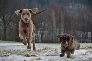 Ein Dackel und ein Weimaraner spielen und toben zusammen auf einer Wiese