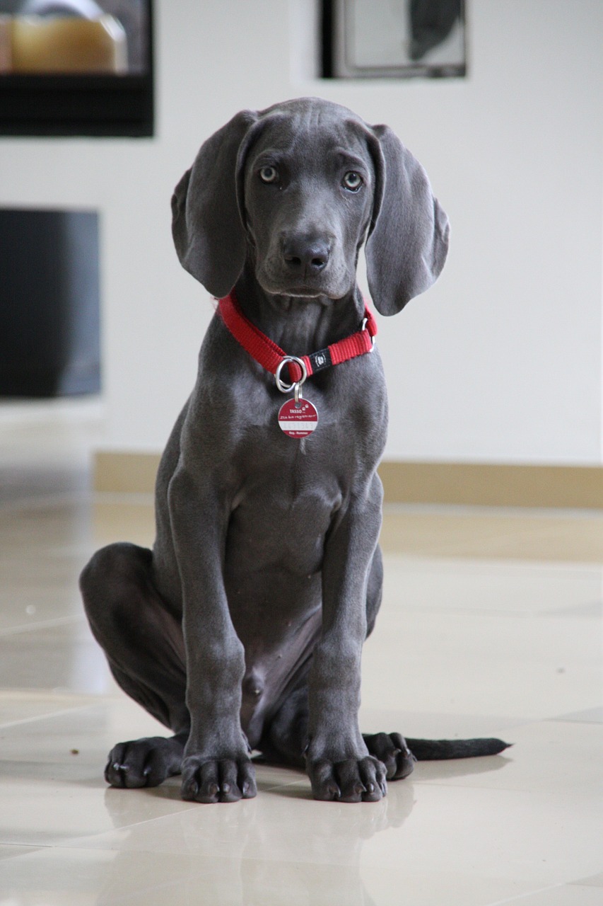 Ein blauer Kurzhaar Weimaraner Welpe mit rotem Halsband sitzt auf einem Fliesenboden in der Wohnung
