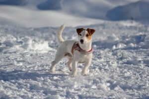 Ein weiß-brauner Jack Russell im Schnee, aufmerksam und wachsam, mit einem roten Halsband.