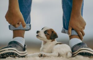 Ein weißer Jack Russell Terrier Welpe liegt neben den Füßen eines Menschen