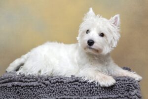 Ein West Highland Terrier liegt auf seiner Hundedecke und blickt in Richtung Kamera