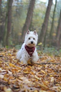 Ein Westie Hund sitzt im Wald auf dem Blätterboden