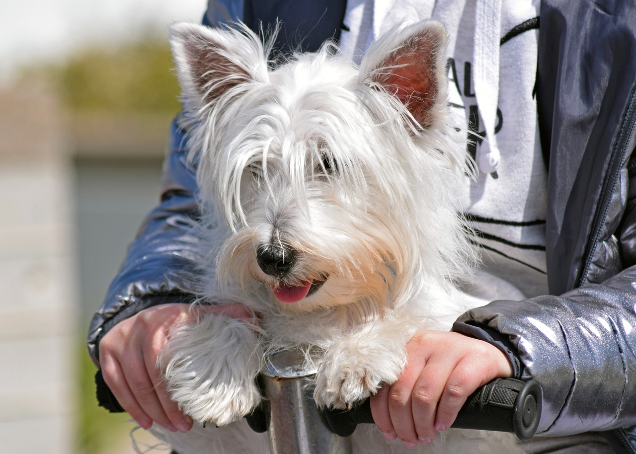 Ein West Highland White Terrier fährt zusammen mit einer Frau Roller