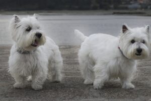 Zwei Westie Hunde stehen am Ufer eines kleinen Sees