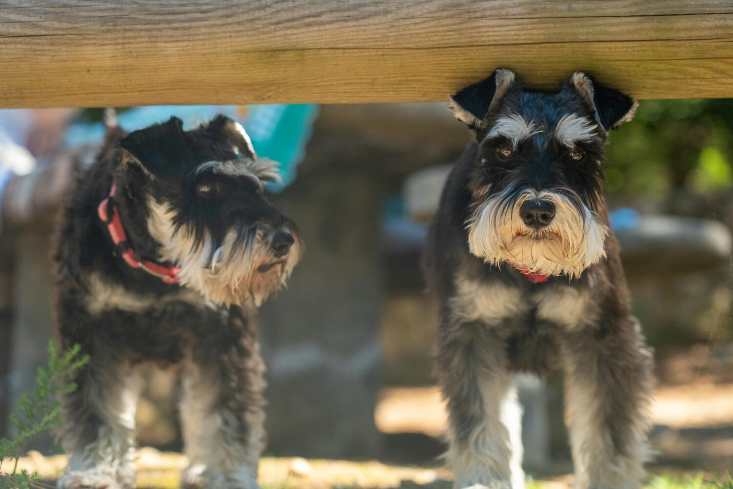 Zwei Zwerg Schnauzer Hunde stehend unter einem waagrecht liegendem Baumstamm