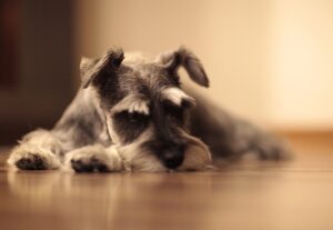 Ein grauer Zwergschnauzer Hund liegt auf dem Parkettboden in einer Wohnung und schläft