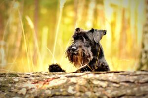 Zwergschnauzer im Wald schaut über einen Baumstamm