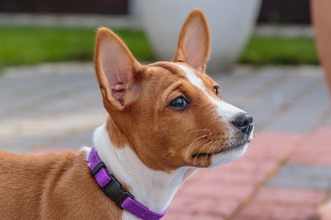 Ein junger afrikanischer Jagdhund Basenji mit rot-weißem Fell aufgerichteten Ohren und einem lila Halsband schaut aufmerksam zur Seite
