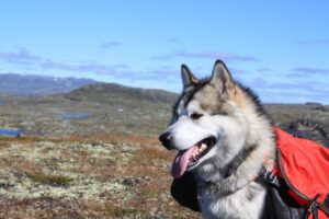 Ein Alaskan Malamute Hund mit roter Weste auf einer Bergwanderung, umgeben von einer felsigen Landschaft mit weitreichender Aussicht