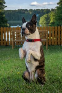 Der American Gentleman Hund in der typischen Männchen-Position auf einer grünen Wiese