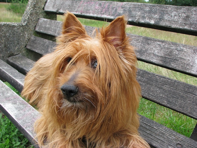Ein Australian Terrier liegt auf einer Holzbank im Freien. Sein drahtiges, rotbraunes Fell fällt ihm über die Augen